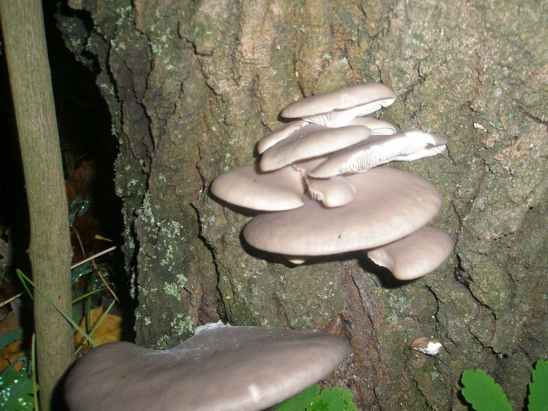 pleurotus_ostreatus_1.jpg