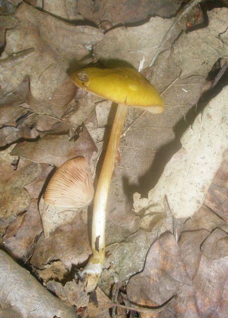 pluteus_sp_leoninus_1.jpg