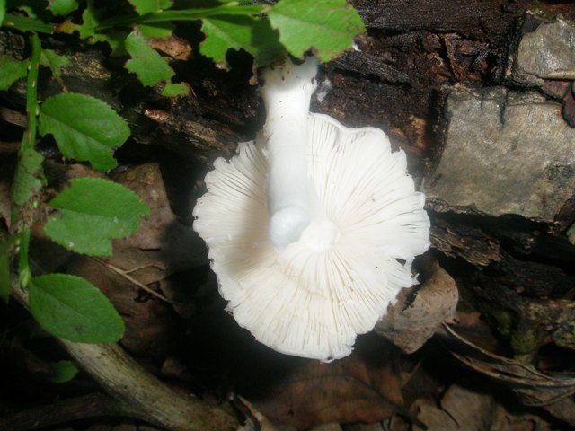 pluteus_sp_pellitus_2.jpg