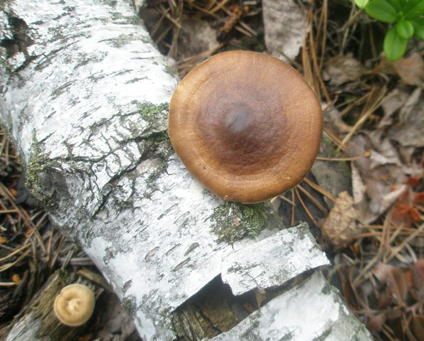 polyporus_sp_13.jpg