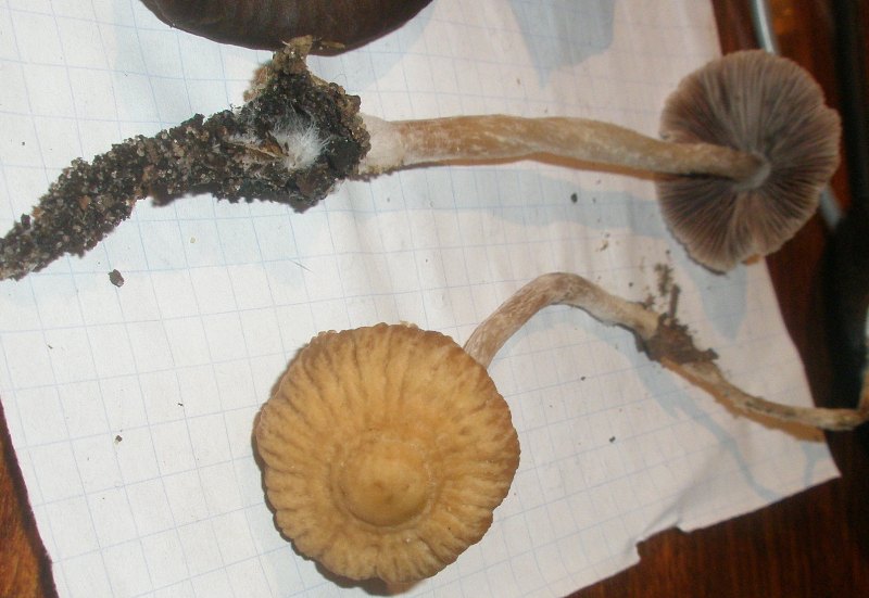 psathyrella_sp_1_1.jpg