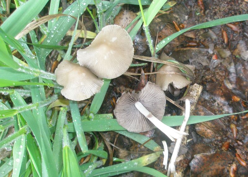 psathyrella_sp_2.jpg