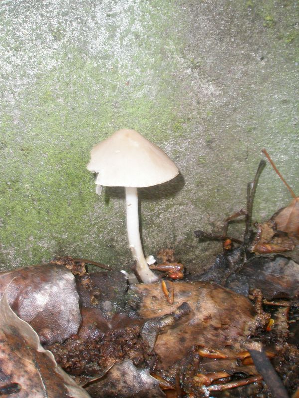 psathyrella_sp_3.jpg