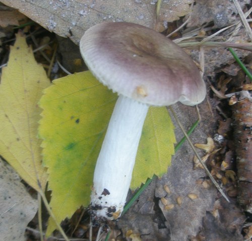 russula_fragilis_1.jpg