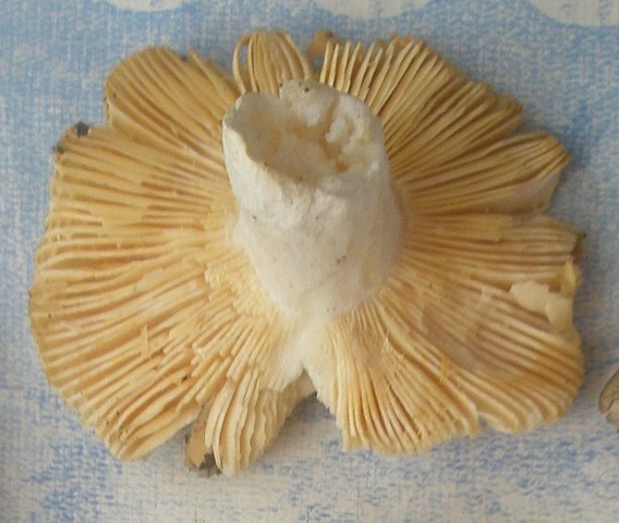 russula_sp_lutea_2.jpg