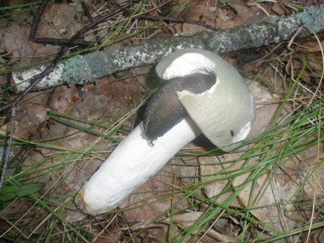 russula_virescens_11.jpg