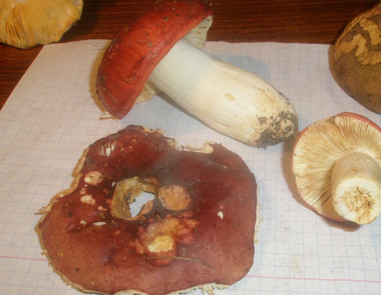 russula_xerampelina_1_1.jpg