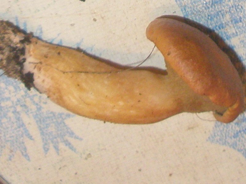 suillus_bovinus_2.jpg