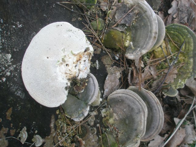 trametes_gibbosa_1.jpg