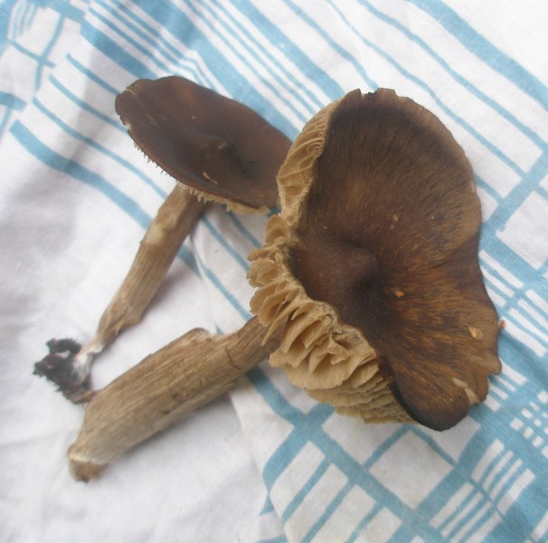 tricholoma_virgatum.jpg