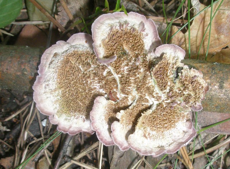 trychaptum_biforme_2.jpg