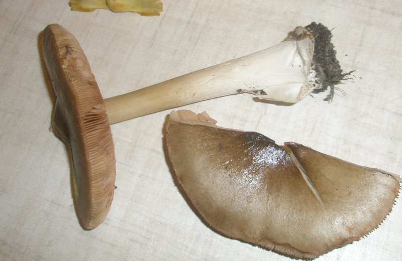 volvariella_gloeocephala.jpg