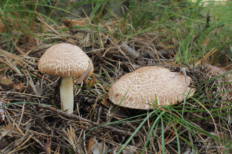 agaricus_01.jpg