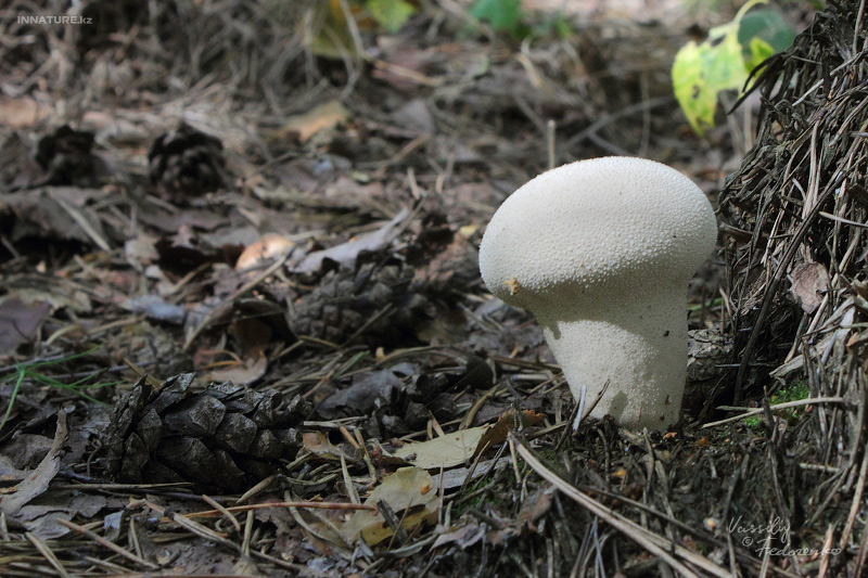 calvatia_01.jpg