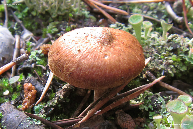 clitocybe_01.jpg