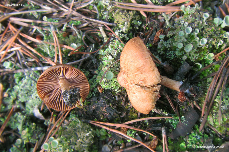 clitocybe_02.jpg