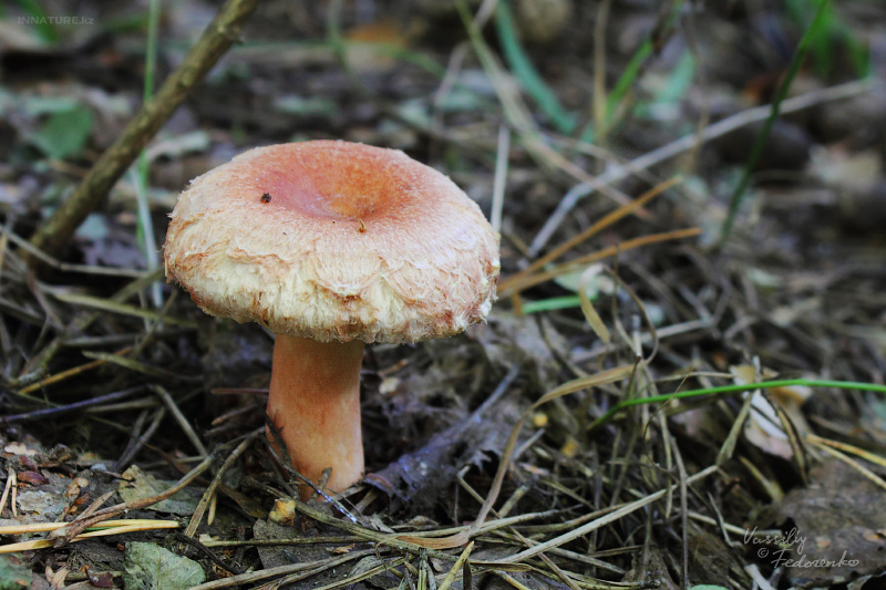 lactarius-tormmosus_01.jpg