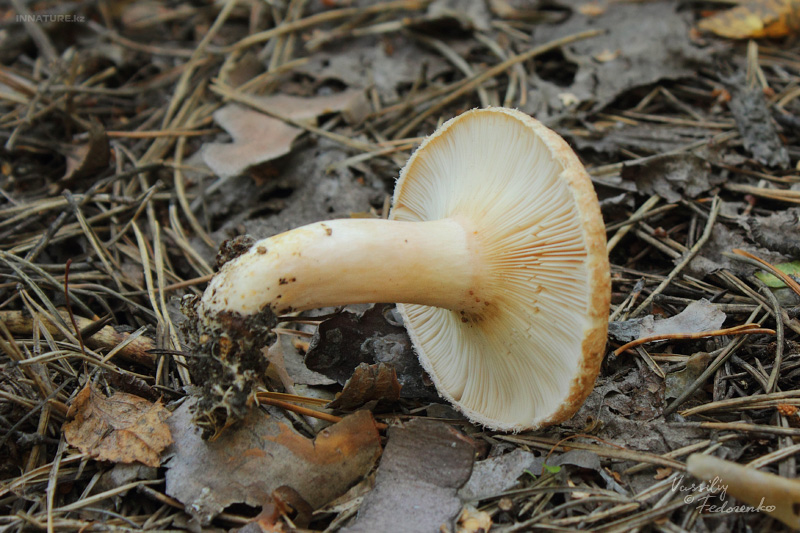 lactarius-tormmosus_02.jpg