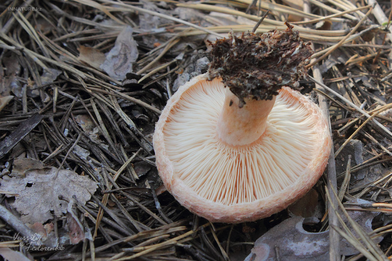 lactarius-tormmosus_05.jpg