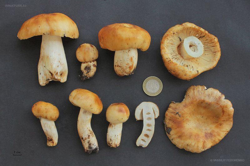 Как готовить валуи: фото и рецепты приготовления грибов на зиму способом засолки и маринования