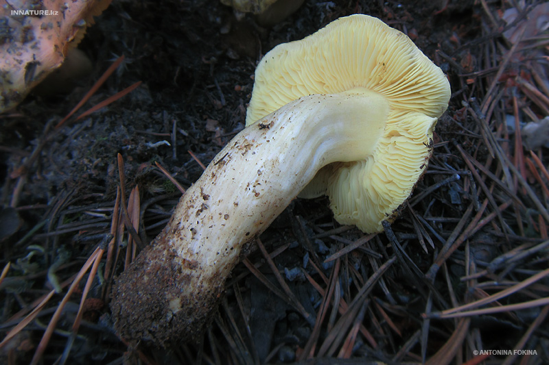 tricholoma-flavovirens_04.jpg