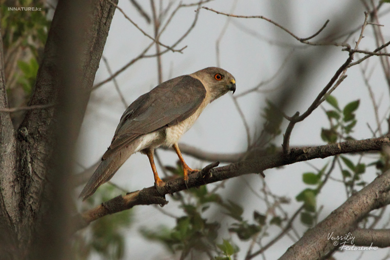 accipiter-badius_01_1.jpg