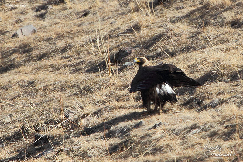 aquila-chrysaeto_02.jpg