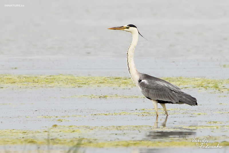 ardea-cinerea_01_1.jpg