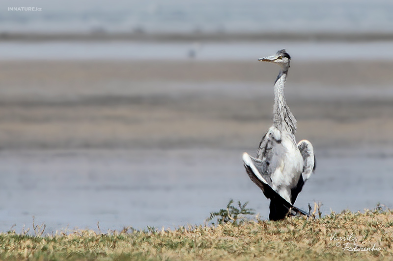 ardea-cinerea_01_2.jpg