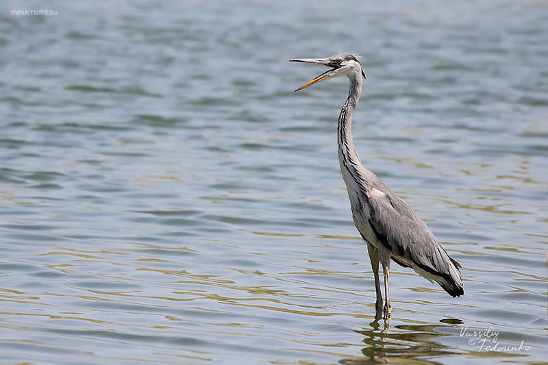 ardea-cinerea_01_3.jpg