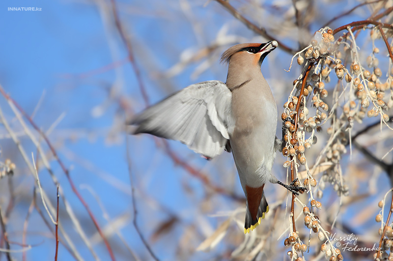 bombicilla-garrulus_01.jpg