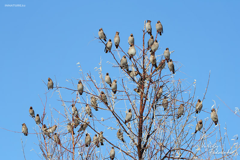 bombicilla-garrulus_02.jpg