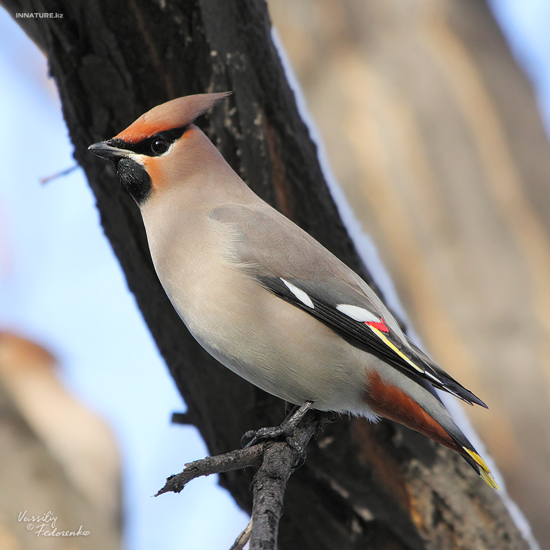 bombicilla-garrulus_02_1.jpg