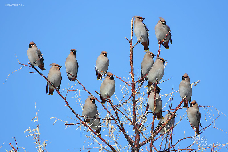 bombicilla-garrulus_03.jpg