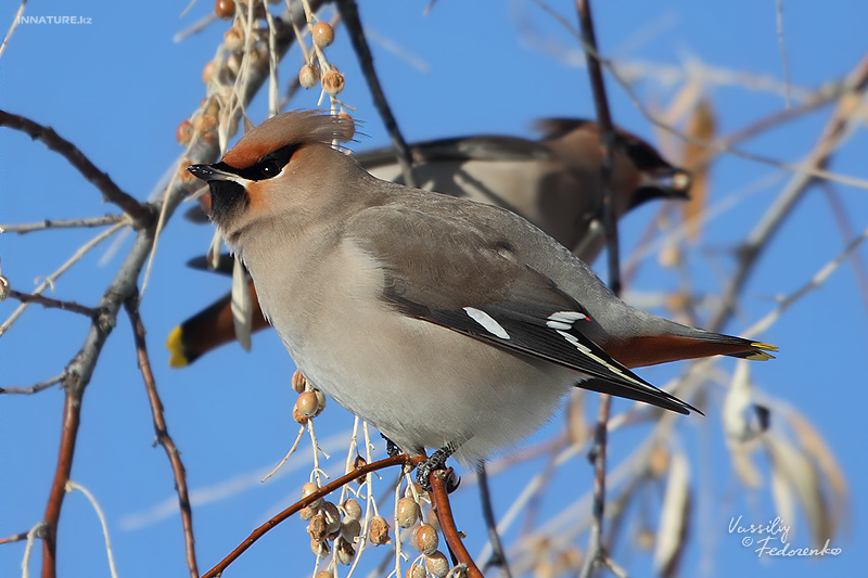 bombicilla-garrulus_07.jpg