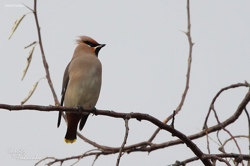 bombycilla-garrulus_01_1.jpg