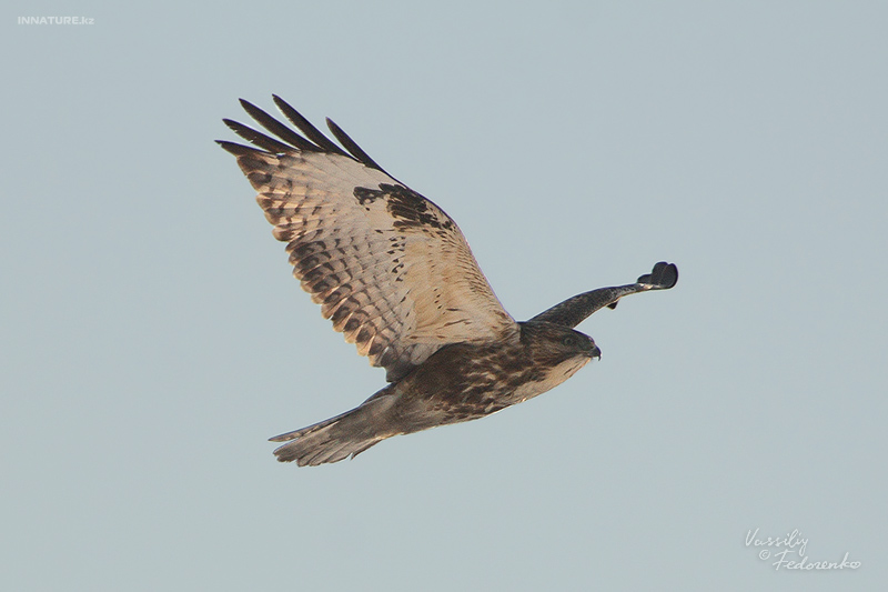 buteo_02_1.jpg