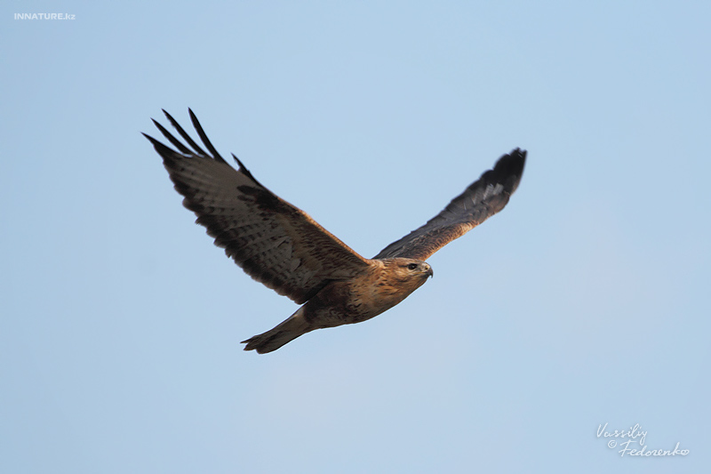 buteo_04_1.jpg