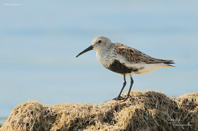 calidris-alpina_01_2.jpg