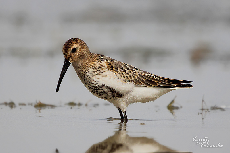 calidris-alpina_02.jpg