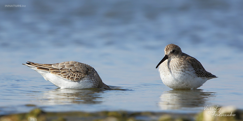 calidris-alpina_02_1.jpg