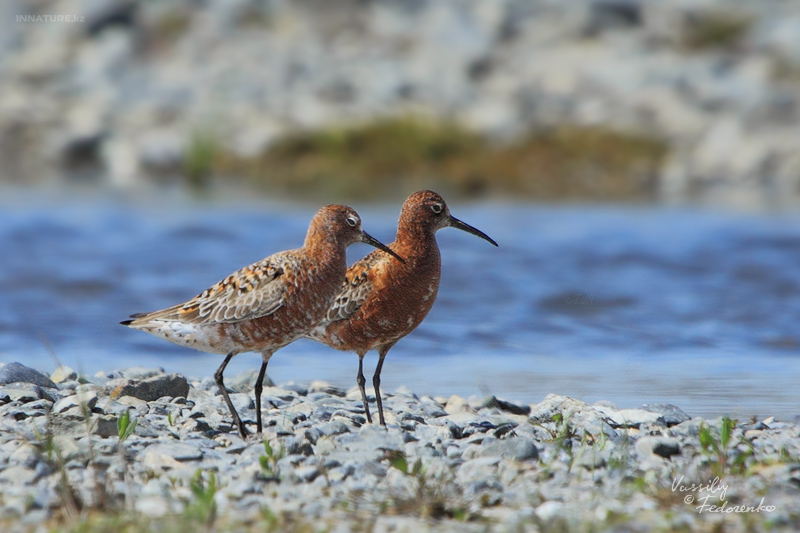 calidris-ferruginea_01.jpg