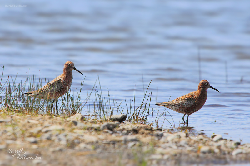 calidris-ferruginea_02.jpg