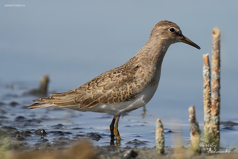 calidris-temminckii_01_1.jpg