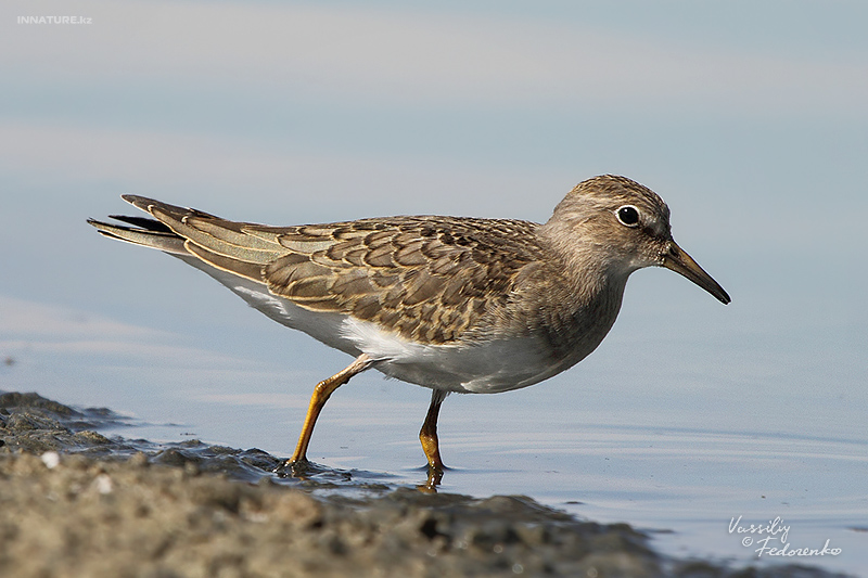 calidris-temminckii_02_1.jpg