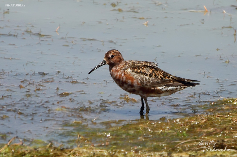 calidris-testacea_01.jpg