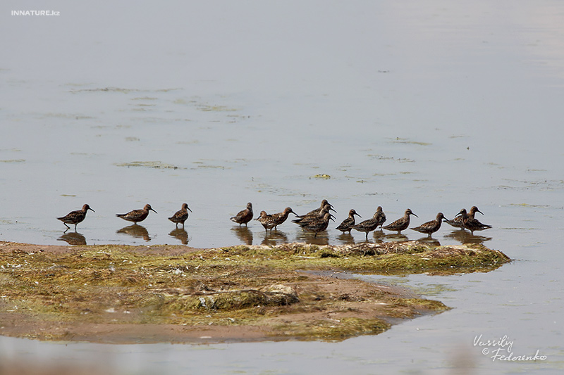 calidris-testacea_03.jpg