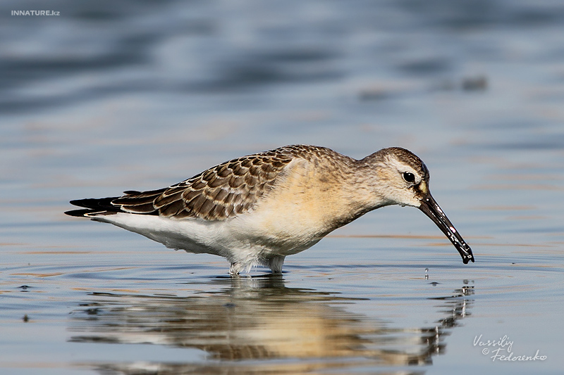 calidris_02.jpg