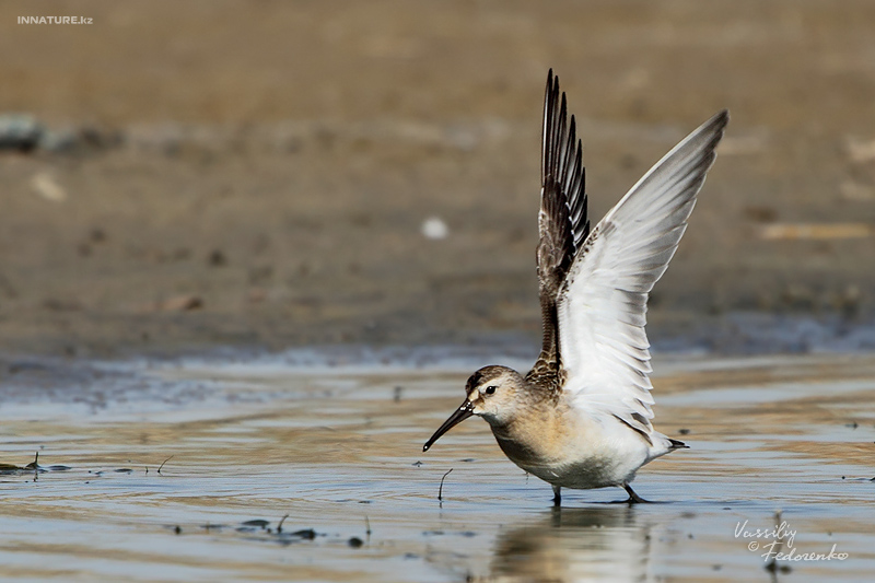 calidris_03.jpg