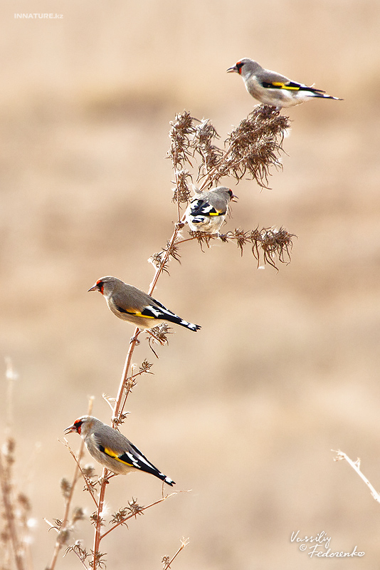 carduelis-caniceps_01_1.jpg